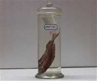 藏品(雙班櫛齒刺尾魚)的圖片